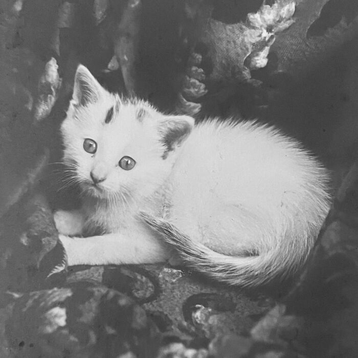 100 Fascinating Historical Photos That Might Change Your Perspective On Cats, As Shared By This Page (New Pics)