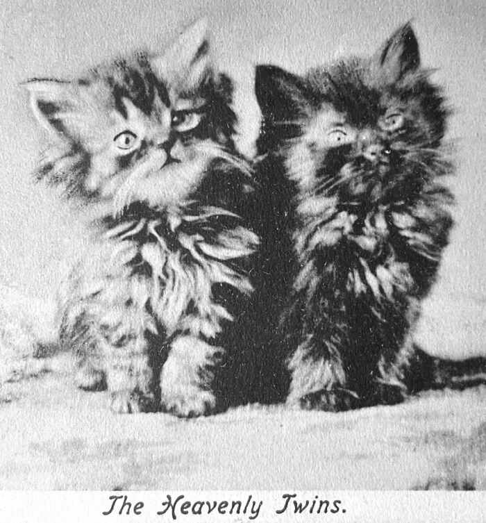 100 Fascinating Historical Photos That Might Change Your Perspective On Cats, As Shared By This Page (New Pics)