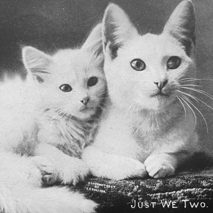 100 Fascinating Historical Photos That Might Change Your Perspective On Cats, As Shared By This Page (New Pics)