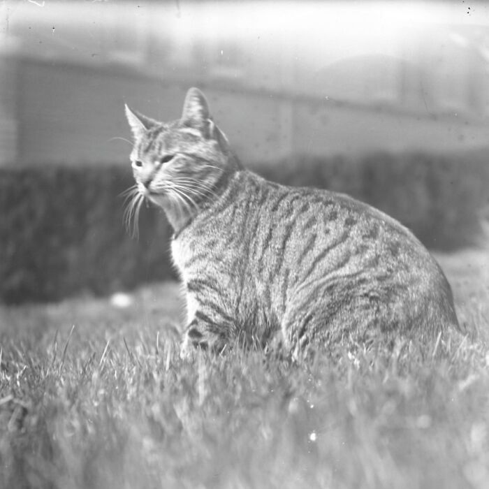 100 Fascinating Historical Photos That Might Change Your Perspective On Cats, As Shared By This Page (New Pics)