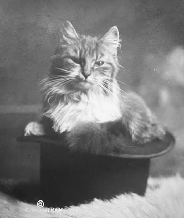 100 Fascinating Historical Photos That Might Change Your Perspective On Cats, As Shared By This Page (New Pics)