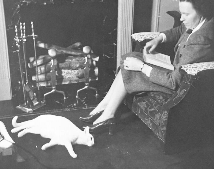 100 Fascinating Historical Photos That Might Change Your Perspective On Cats, As Shared By This Page (New Pics)