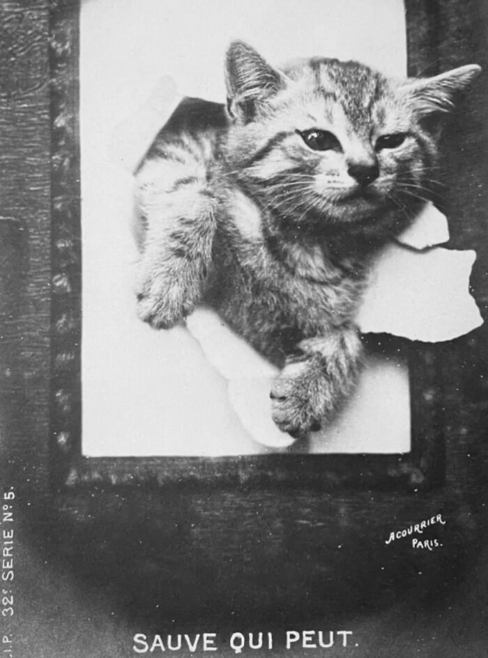 100 Fascinating Historical Photos That Might Change Your Perspective On Cats, As Shared By This Page (New Pics)
