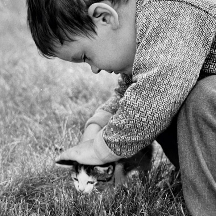 100 Fascinating Historical Photos That Might Change Your Perspective On Cats, As Shared By This Page (New Pics)