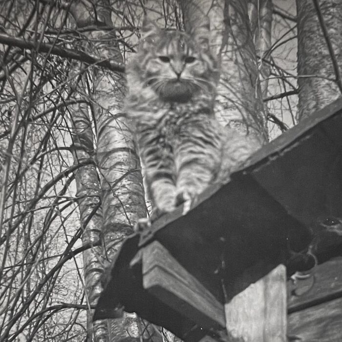 100 Fascinating Historical Photos That Might Change Your Perspective On Cats, As Shared By This Page (New Pics)