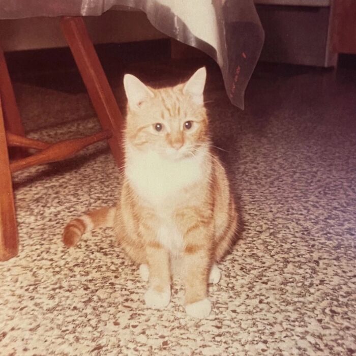 100 Fascinating Historical Photos That Might Change Your Perspective On Cats, As Shared By This Page (New Pics)