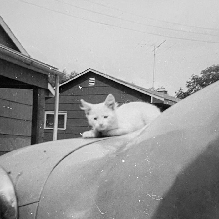 100 Fascinating Historical Photos That Might Change Your Perspective On Cats, As Shared By This Page (New Pics)