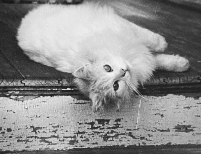 100 Fascinating Historical Photos That Might Change Your Perspective On Cats, As Shared By This Page (New Pics)