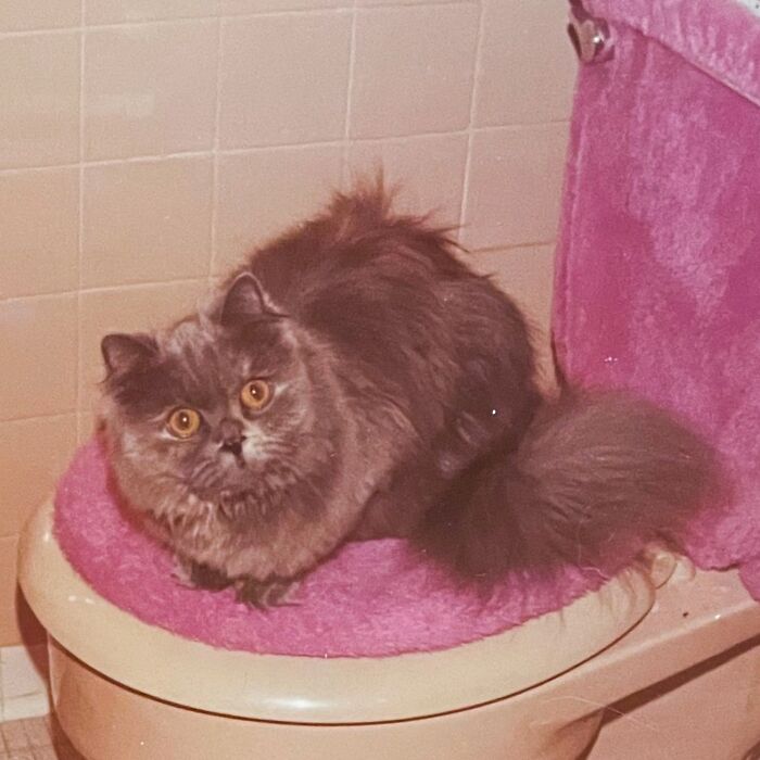 100 Fascinating Historical Photos That Might Change Your Perspective On Cats, As Shared By This Page (New Pics)