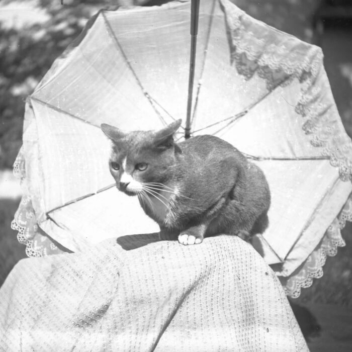 100 Fascinating Historical Photos That Might Change Your Perspective On Cats, As Shared By This Page (New Pics)