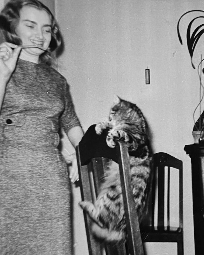 100 Fascinating Historical Photos That Might Change Your Perspective On Cats, As Shared By This Page (New Pics)