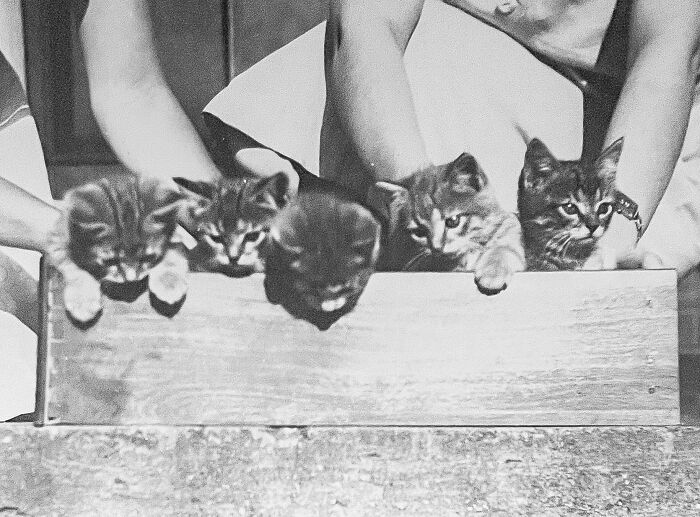 100 Fascinating Historical Photos That Might Change Your Perspective On Cats, As Shared By This Page (New Pics)