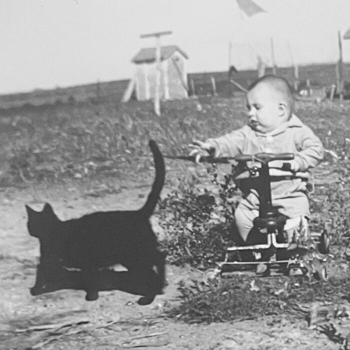 100 Fascinating Historical Photos That Might Change Your Perspective On Cats, As Shared By This Page (New Pics)