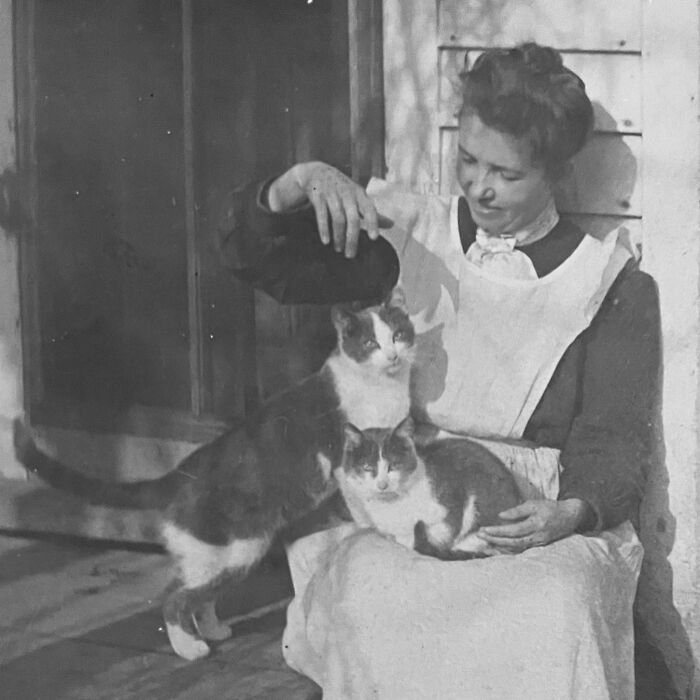 100 Fascinating Historical Photos That Might Change Your Perspective On Cats, As Shared By This Page (New Pics)
