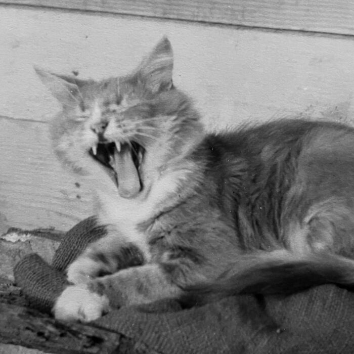 100 Fascinating Historical Photos That Might Change Your Perspective On Cats, As Shared By This Page (New Pics)