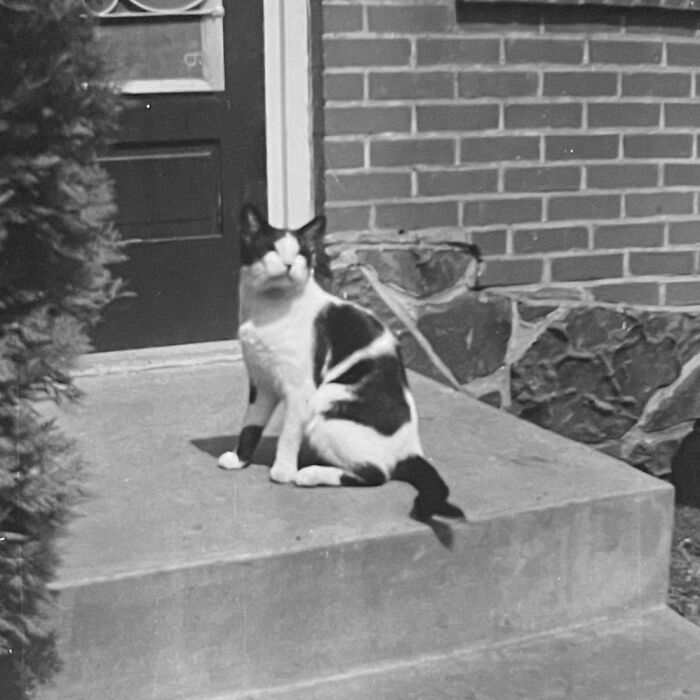 100 Fascinating Historical Photos That Might Change Your Perspective On Cats, As Shared By This Page (New Pics)
