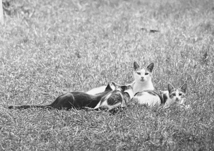 100 Fascinating Historical Photos That Might Change Your Perspective On Cats, As Shared By This Page (New Pics)