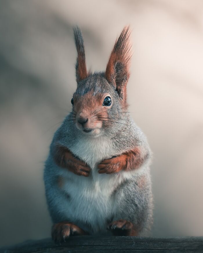 40 New Atmospheric Wildlife Photos By Magnus Berggren That Look Like Scenes From A Nordic Fairytale