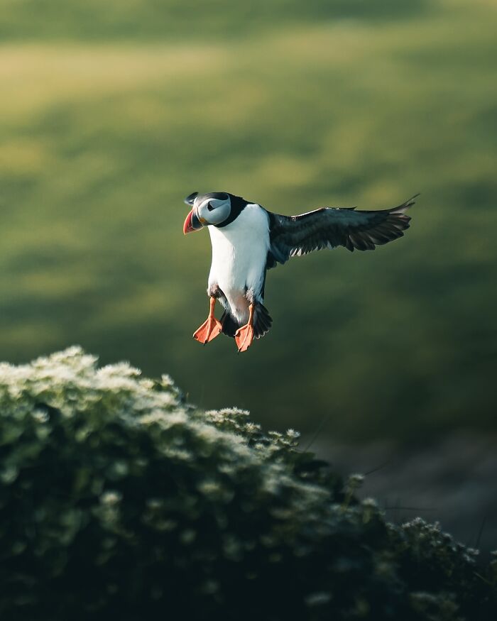 40 New Atmospheric Wildlife Photos By Magnus Berggren That Look Like Scenes From A Nordic Fairytale