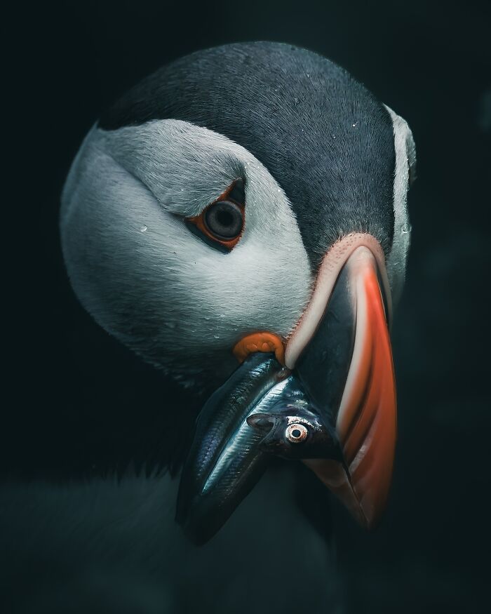 40 New Atmospheric Wildlife Photos By Magnus Berggren That Look Like Scenes From A Nordic Fairytale