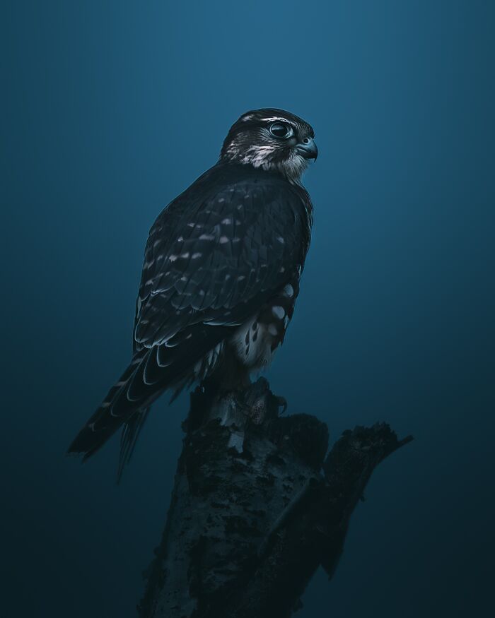 40 New Atmospheric Wildlife Photos By Magnus Berggren That Look Like Scenes From A Nordic Fairytale