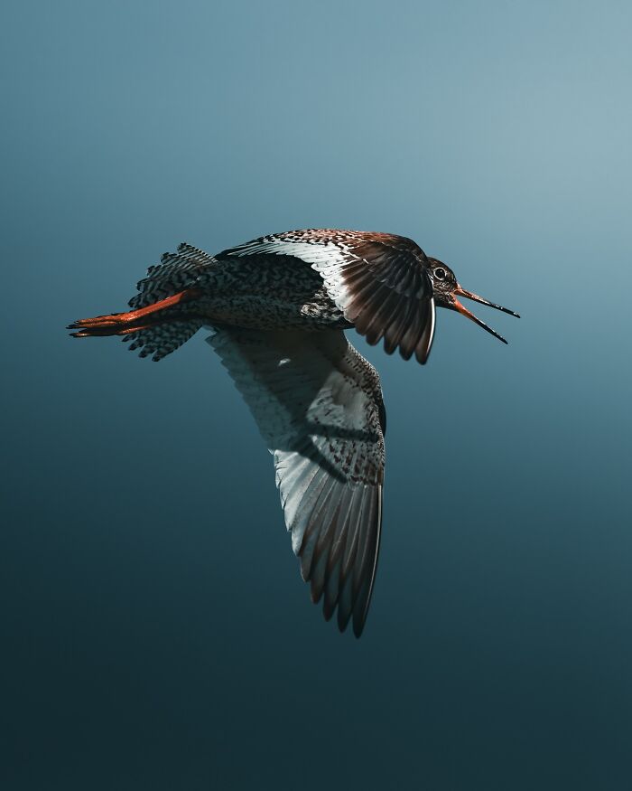 40 New Atmospheric Wildlife Photos By Magnus Berggren That Look Like Scenes From A Nordic Fairytale