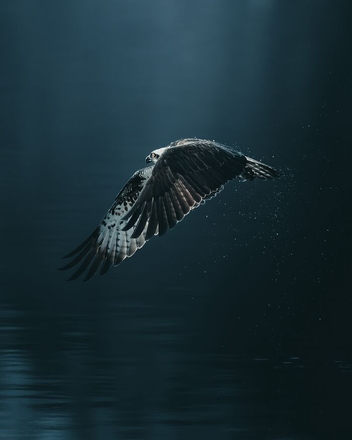 40 New Atmospheric Wildlife Photos By Magnus Berggren That Look Like Scenes From A Nordic Fairytale