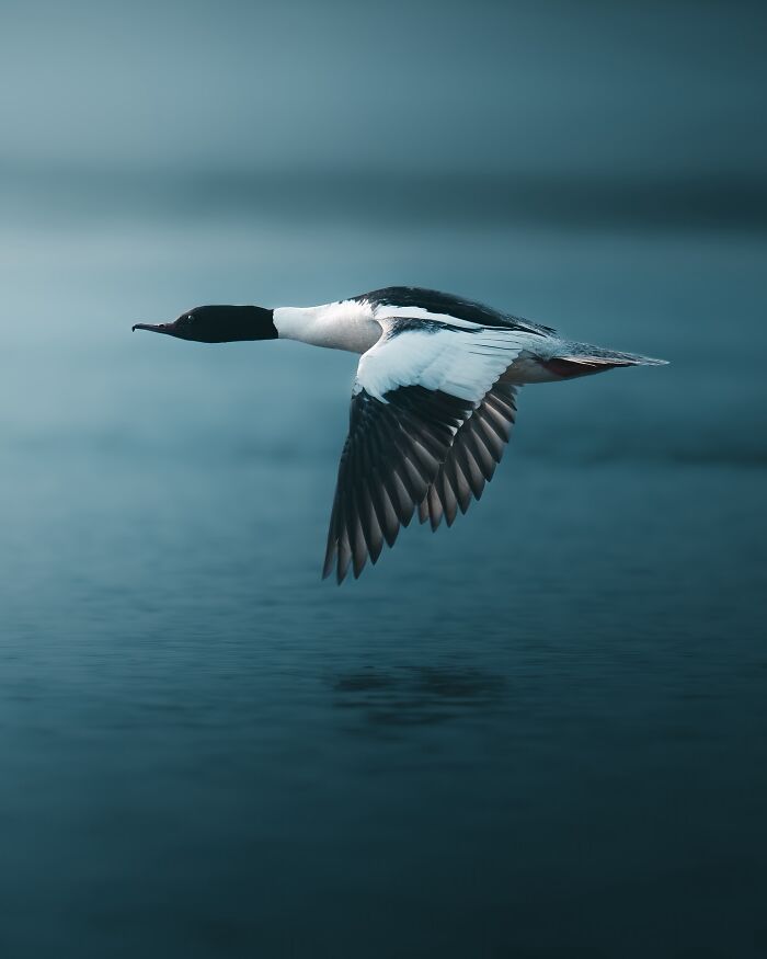 40 New Atmospheric Wildlife Photos By Magnus Berggren That Look Like Scenes From A Nordic Fairytale