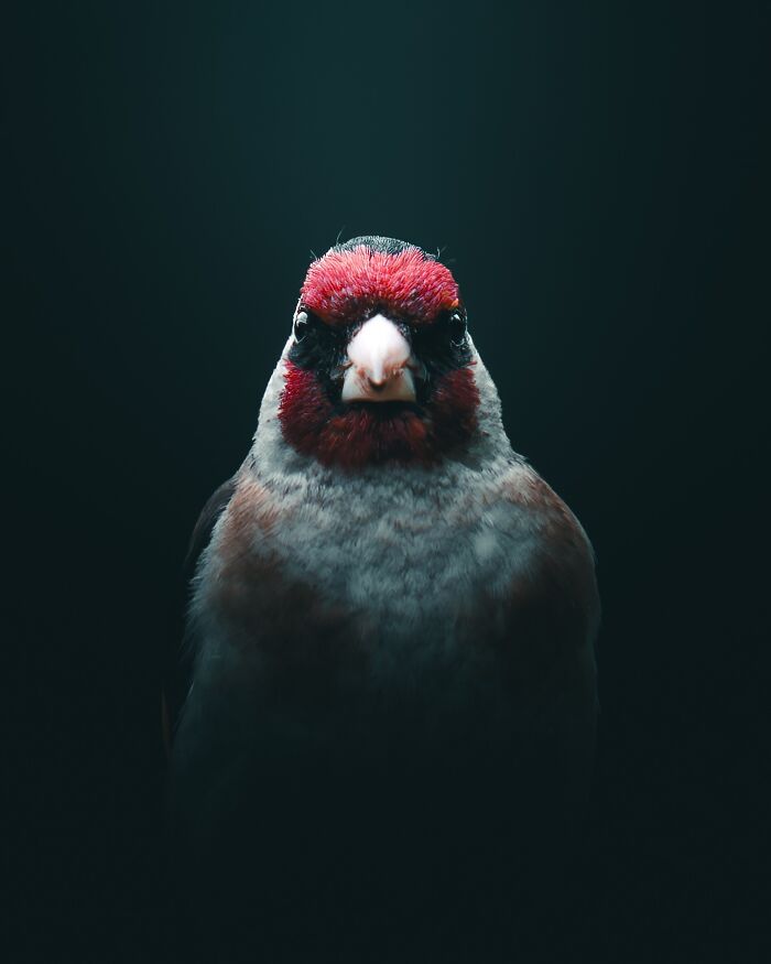 40 New Atmospheric Wildlife Photos By Magnus Berggren That Look Like Scenes From A Nordic Fairytale