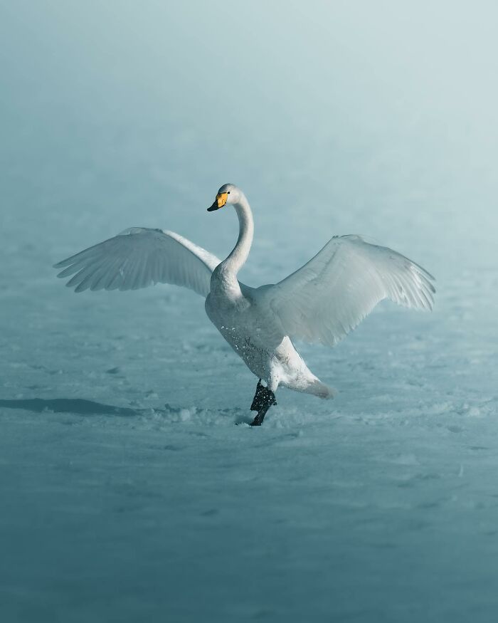 40 New Atmospheric Wildlife Photos By Magnus Berggren That Look Like Scenes From A Nordic Fairytale