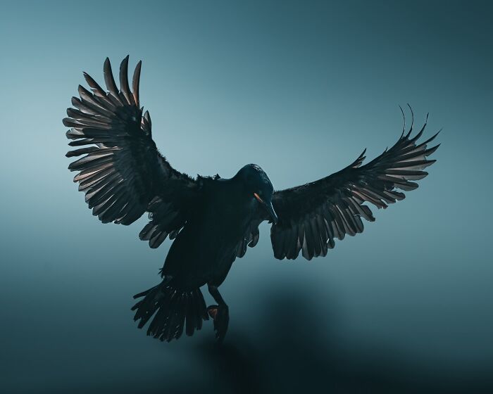 40 New Atmospheric Wildlife Photos By Magnus Berggren That Look Like Scenes From A Nordic Fairytale