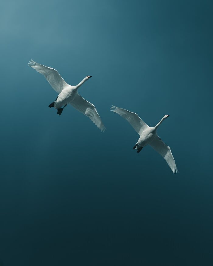 40 New Atmospheric Wildlife Photos By Magnus Berggren That Look Like Scenes From A Nordic Fairytale