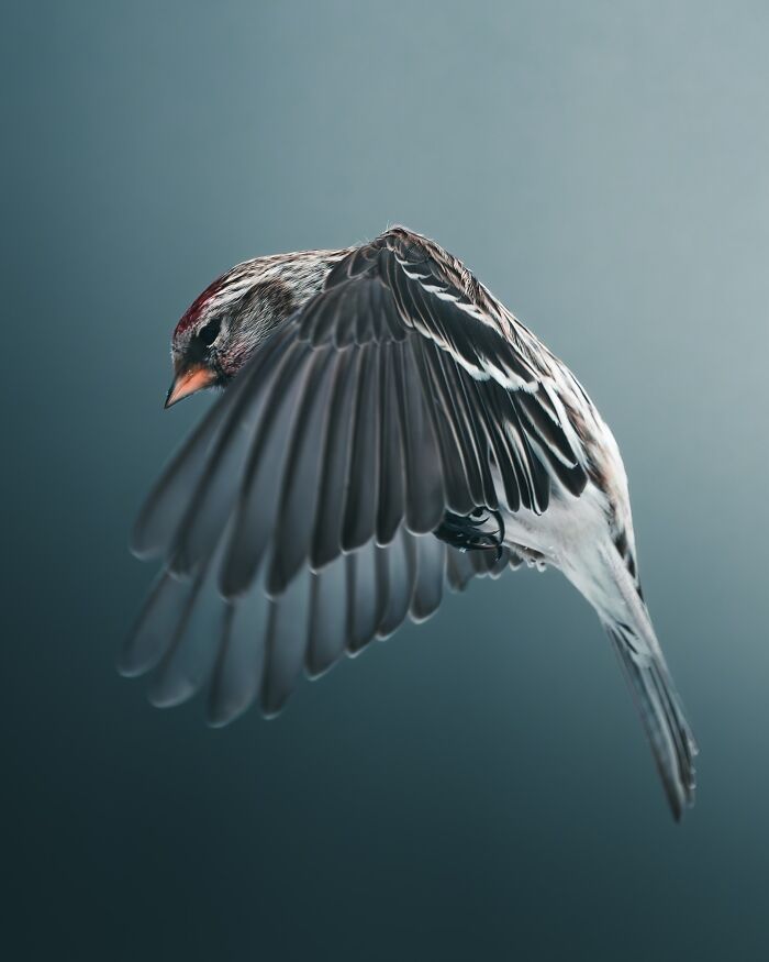 40 New Atmospheric Wildlife Photos By Magnus Berggren That Look Like Scenes From A Nordic Fairytale