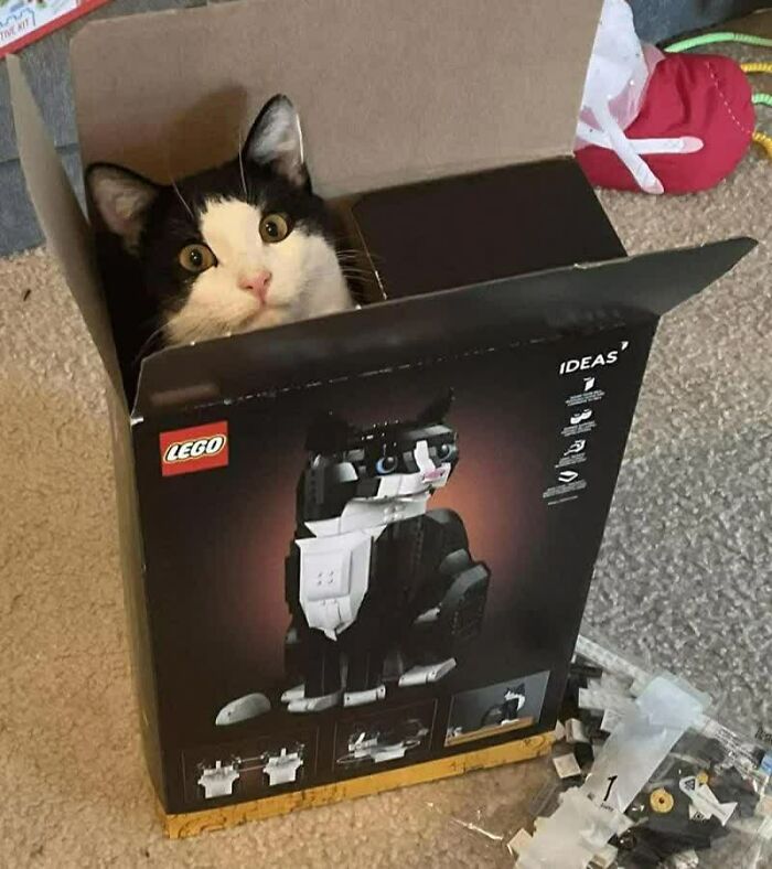 77 Weird Images That Made People Go &ldquo;Hmmm&rdquo; And Then Lived In Their Minds Rent-Free (New Pics)