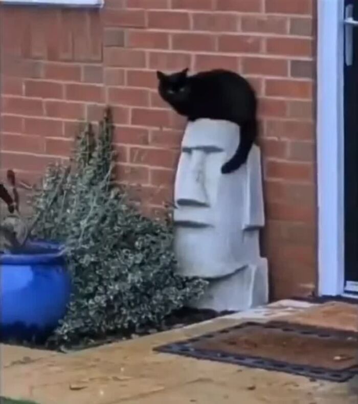 77 Weird Images That Made People Go &ldquo;Hmmm&rdquo; And Then Lived In Their Minds Rent-Free (New Pics)