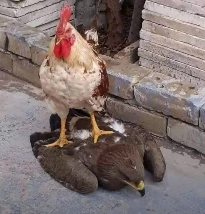 77 Weird Images That Made People Go &ldquo;Hmmm&rdquo; And Then Lived In Their Minds Rent-Free (New Pics)