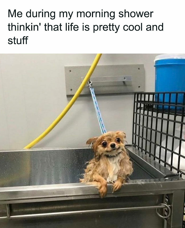 53 Wholesome Posts And Memes To Show You A Different Side Of The Internet