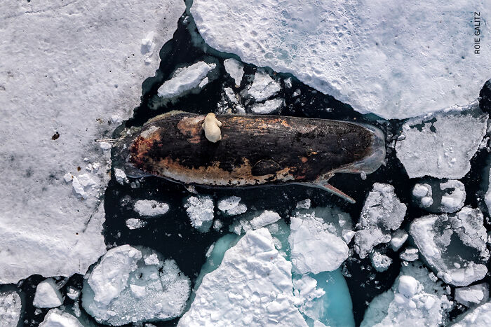 37 Powerful Photos From The 2026 World Press Photo Contest That Capture Our World Today
