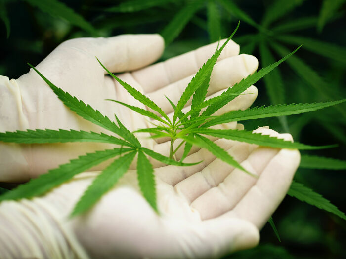 Netizens Divided After Study Reveals Habit Practiced By 18 Million Americans Can Cause Permanent Brain Damage