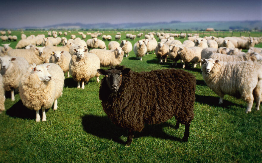 Black Sheep of the Family: Why You Were Chosen and How to Thrive