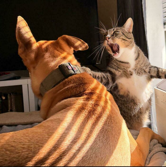 85 Accidental Renaissance Photos That Look Like They Belong In An Art Gallery (New Pics)