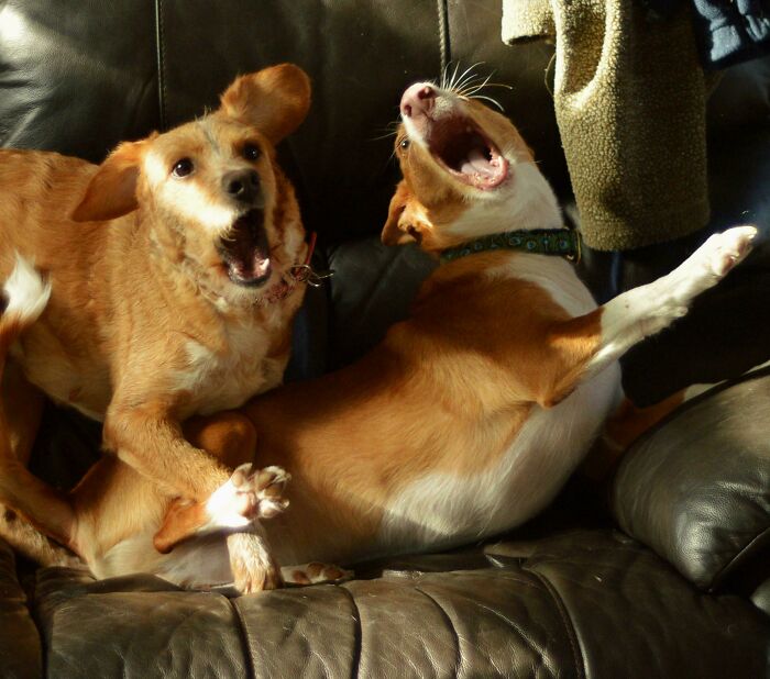 85 Accidental Renaissance Photos That Look Like They Belong In An Art Gallery (New Pics)