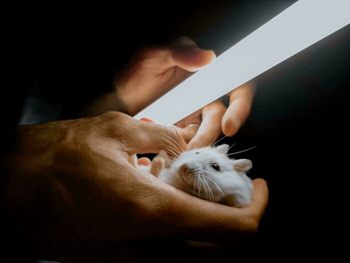 85 Accidental Renaissance Photos That Look Like They Belong In An Art Gallery (New Pics)