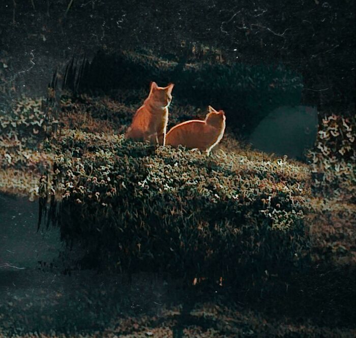 85 Accidental Renaissance Photos That Look Like They Belong In An Art Gallery (New Pics)