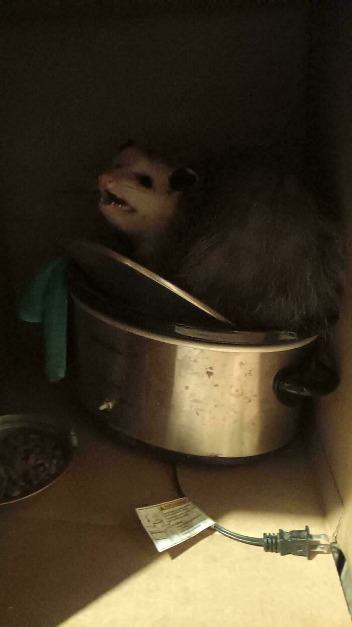 85 Accidental Renaissance Photos That Look Like They Belong In An Art Gallery (New Pics)