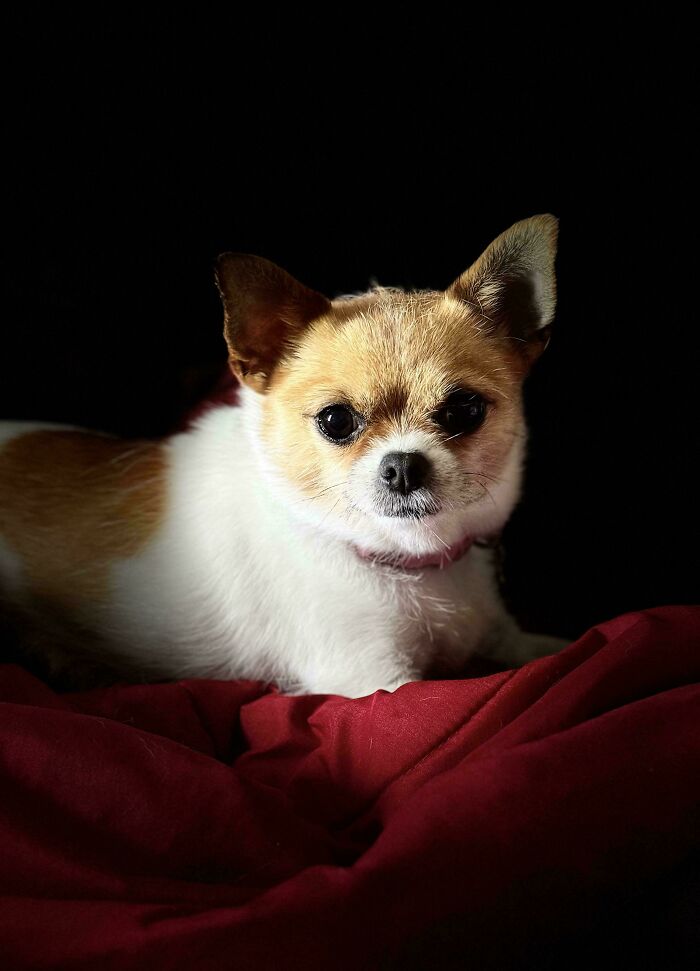 85 Accidental Renaissance Photos That Look Like They Belong In An Art Gallery (New Pics)