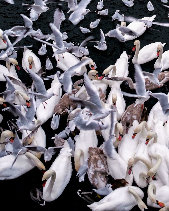 85 Accidental Renaissance Photos That Look Like They Belong In An Art Gallery (New Pics)