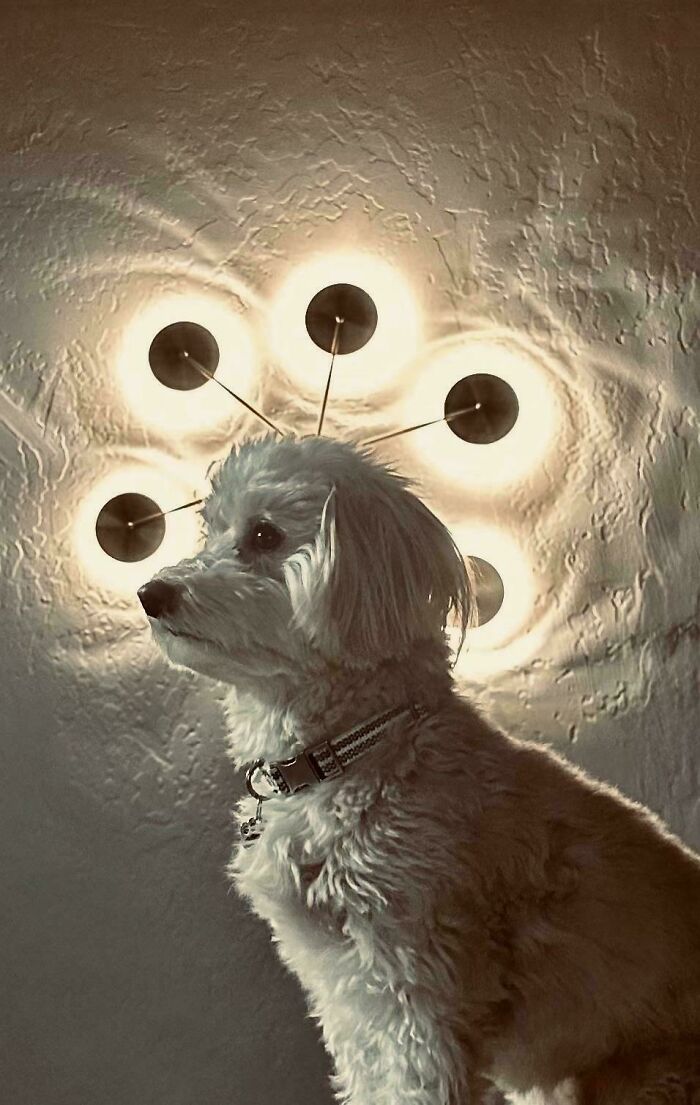 85 Accidental Renaissance Photos That Look Like They Belong In An Art Gallery (New Pics)