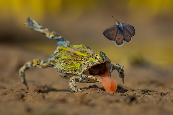 20 Stunning Winning Photos From The GDT Nature Photographer Of The Year 2026