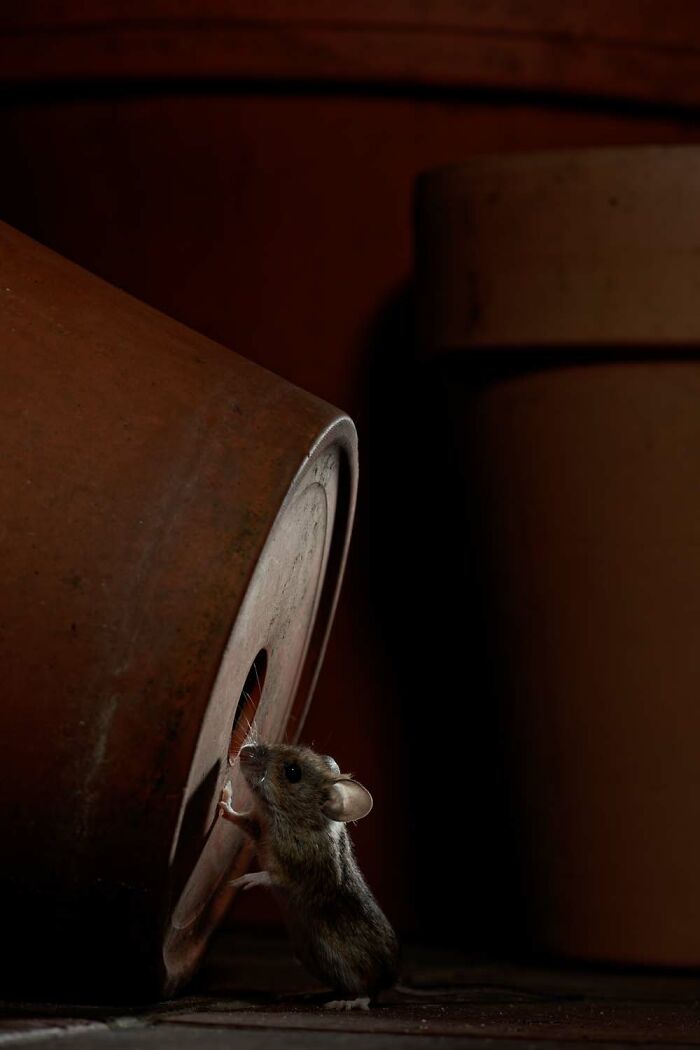 20 Stunning Winning Photos From The GDT Nature Photographer Of The Year 2026